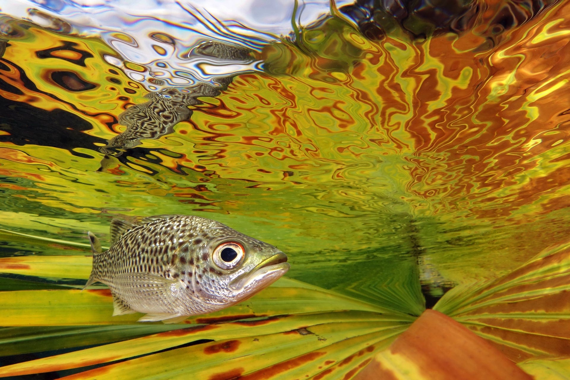 Petit poisson gris au dessus d'une feuille jaune, verte et orange qui se reflète à la surface