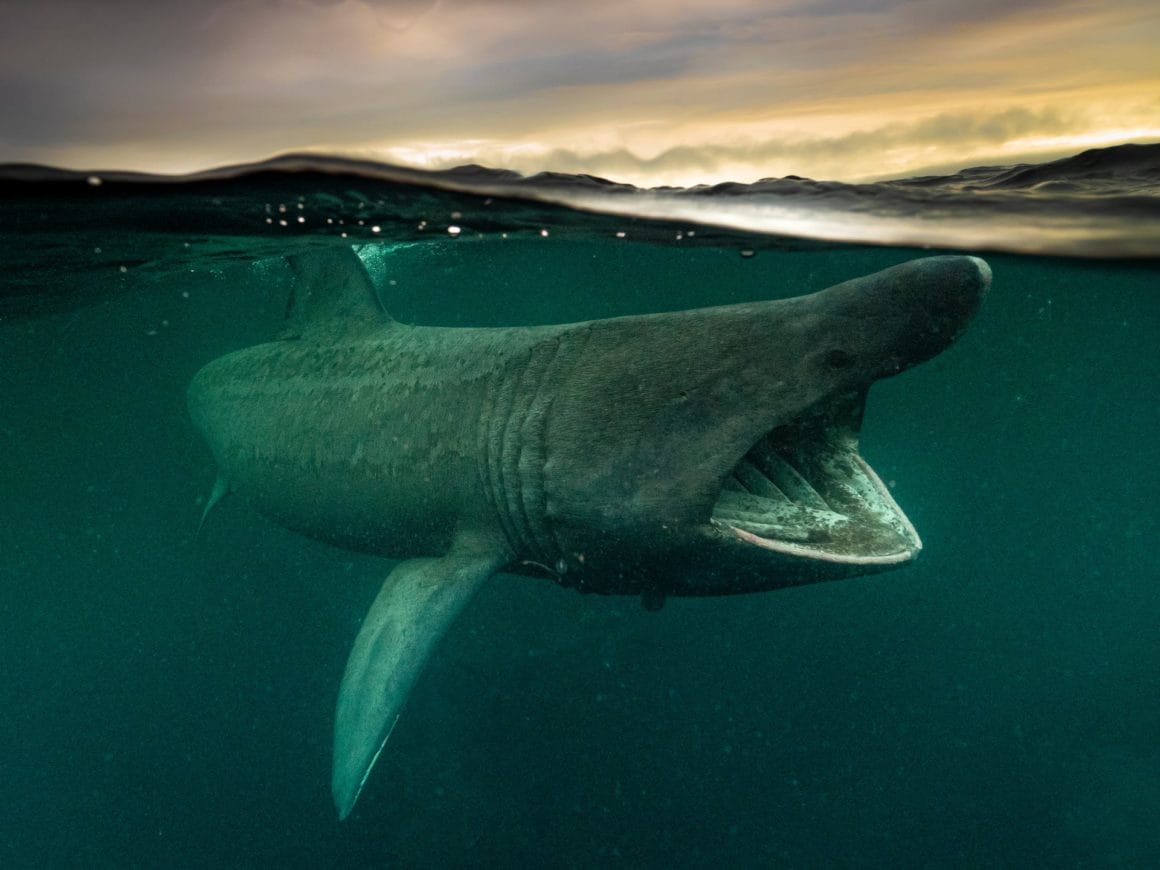 Photo d'un requin gris prise de manière à ce qu'on voit à la fois ce qui est sous l'eau et la surface