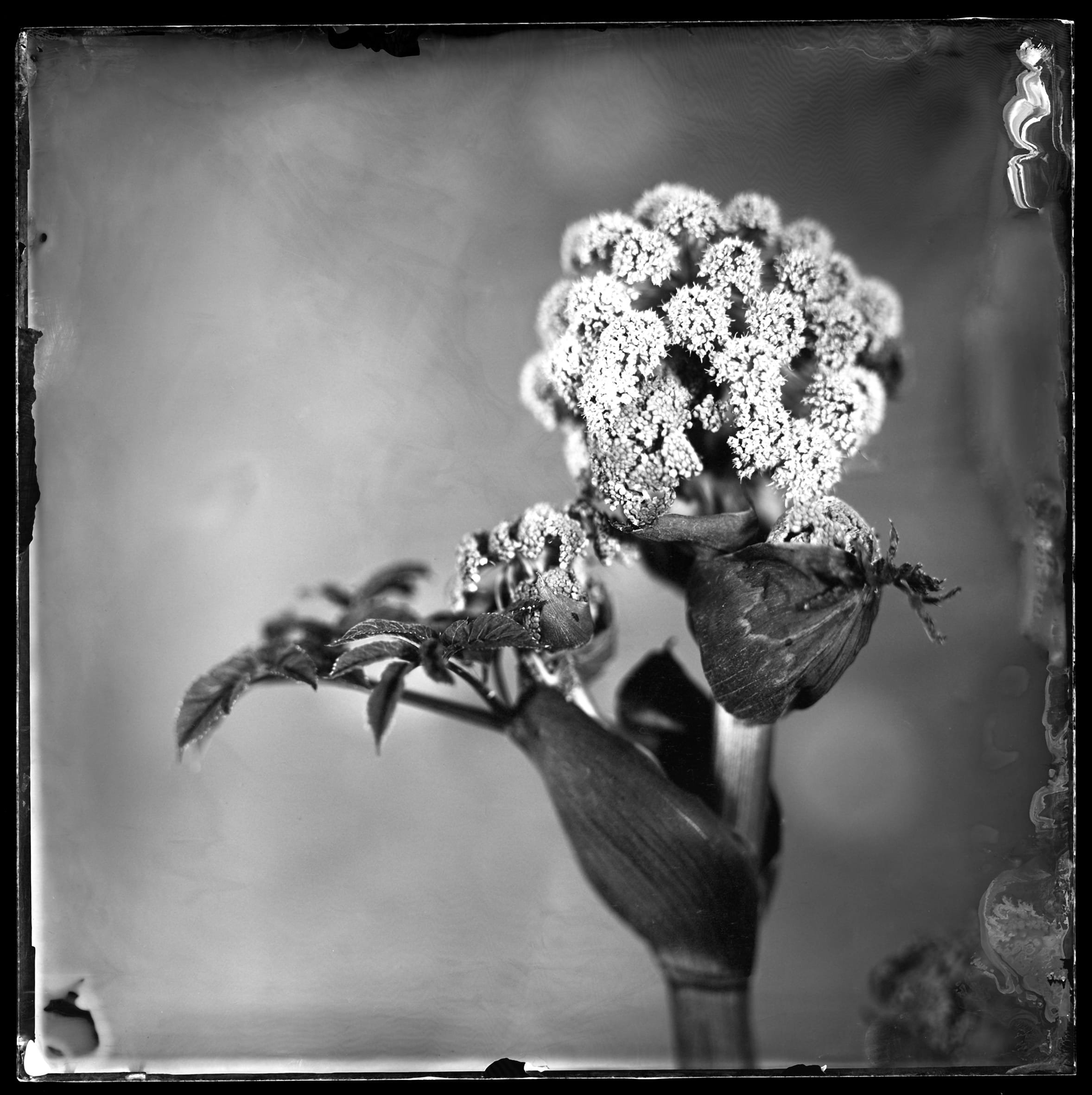 Photographie en noir et blanc d'un végétal fleuri