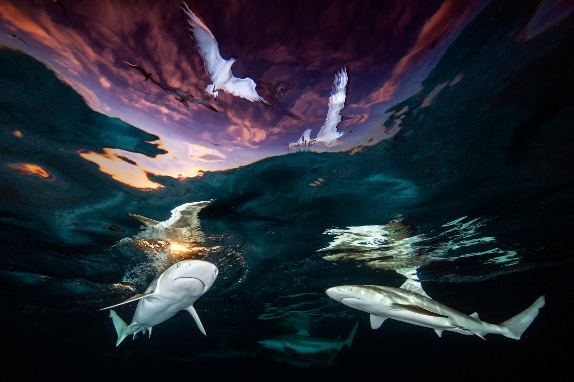 Le prix 2021 d'Underwater Photographer of the Year 1