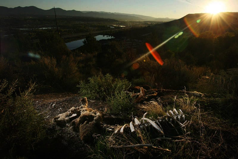 Un cadavre de mouton git dans une prairie, pendant que les rayons de soleil se reflètent sur la caméra.
