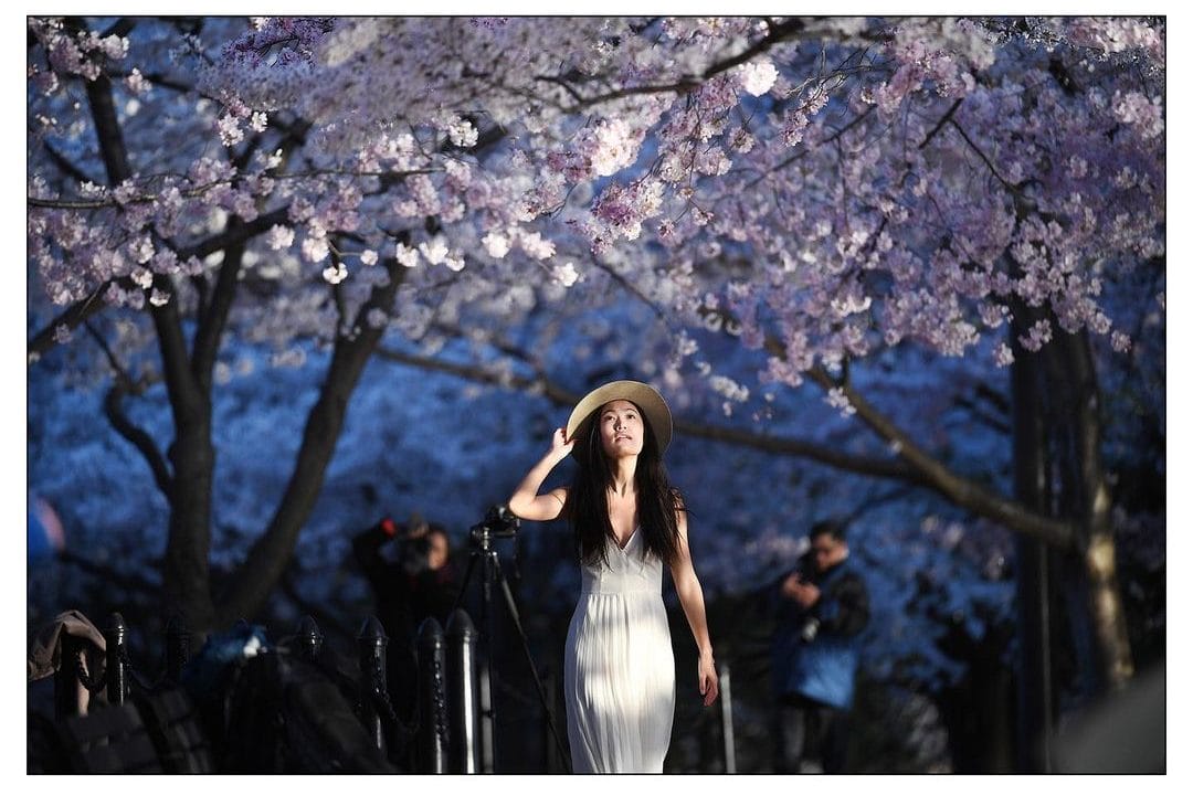 Photographie récente de Matt McClain. Une femme se tient sous les cerisiers en fleurs. Sa robe blanche est parsemée de reflets de lumières. En fond, on observe des personnes qui prennent des photos.