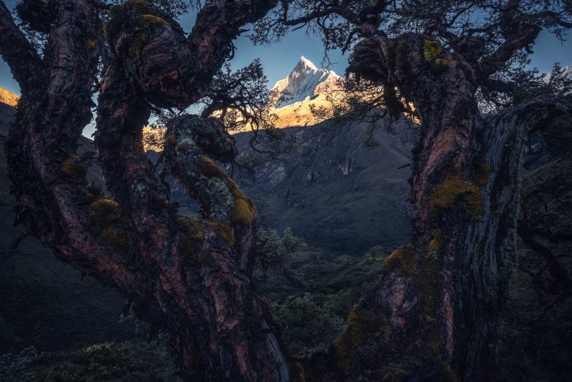 Deux arbres recouverts de mousse forment un cadre au sein duquel on observe une montagne à l'ombre. Le pic enneigé est illuminé par les premiers rayons de soleil.