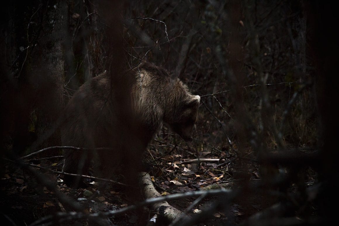 Photo d'un ours dans une forêt sombre, des arbres en premier plan rendent le cadre flou.