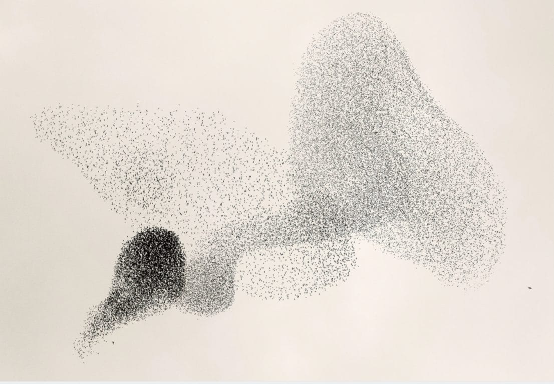 Le photographe a capturé cette image de migration d'oiseaux au Danemark murmuration