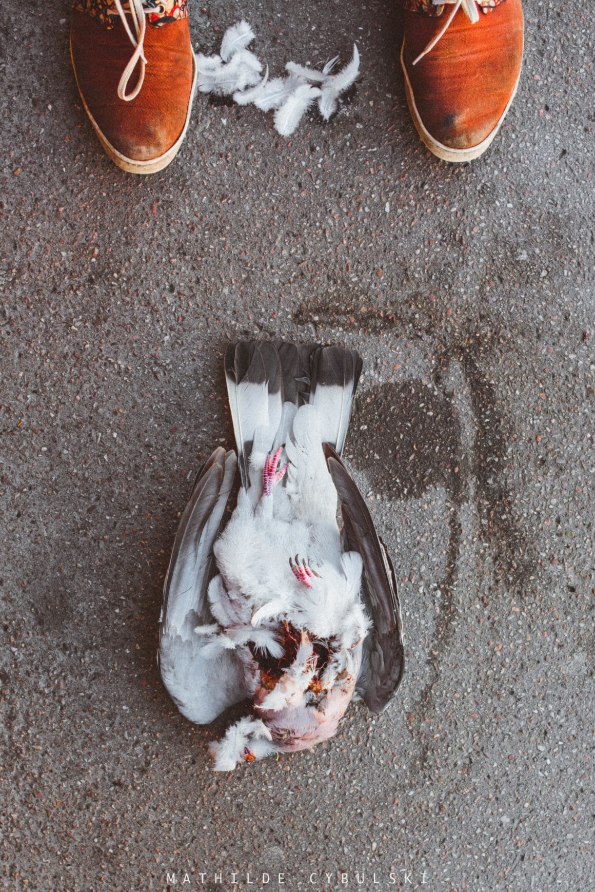 pigeon mort pavés