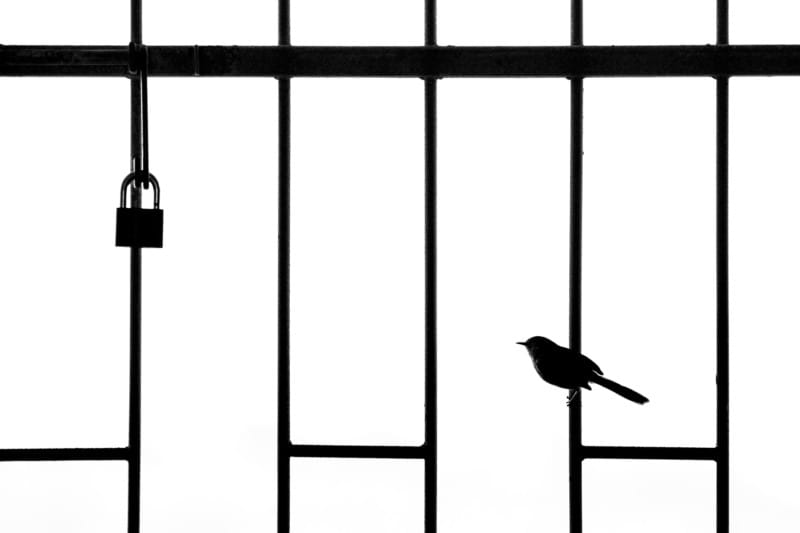 Bird Photographer 2021
Lockdown William Steel