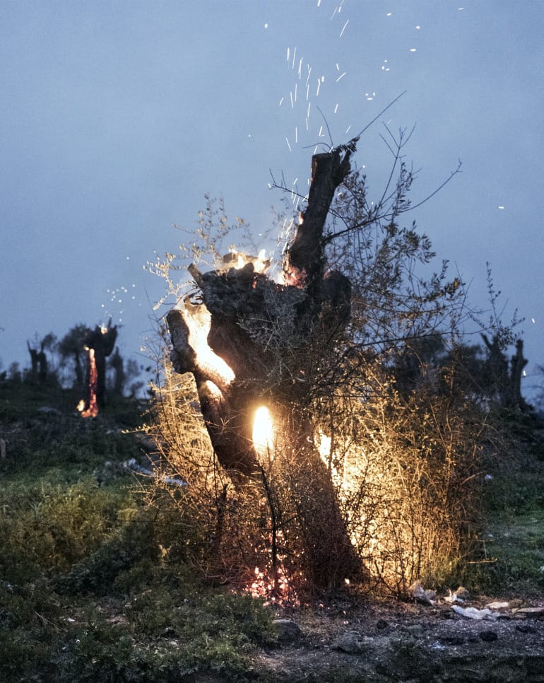 mathias benguigui et agatha kalfras dans la série les chants de l'asphodèle
un arbre prend feu dans la nuit