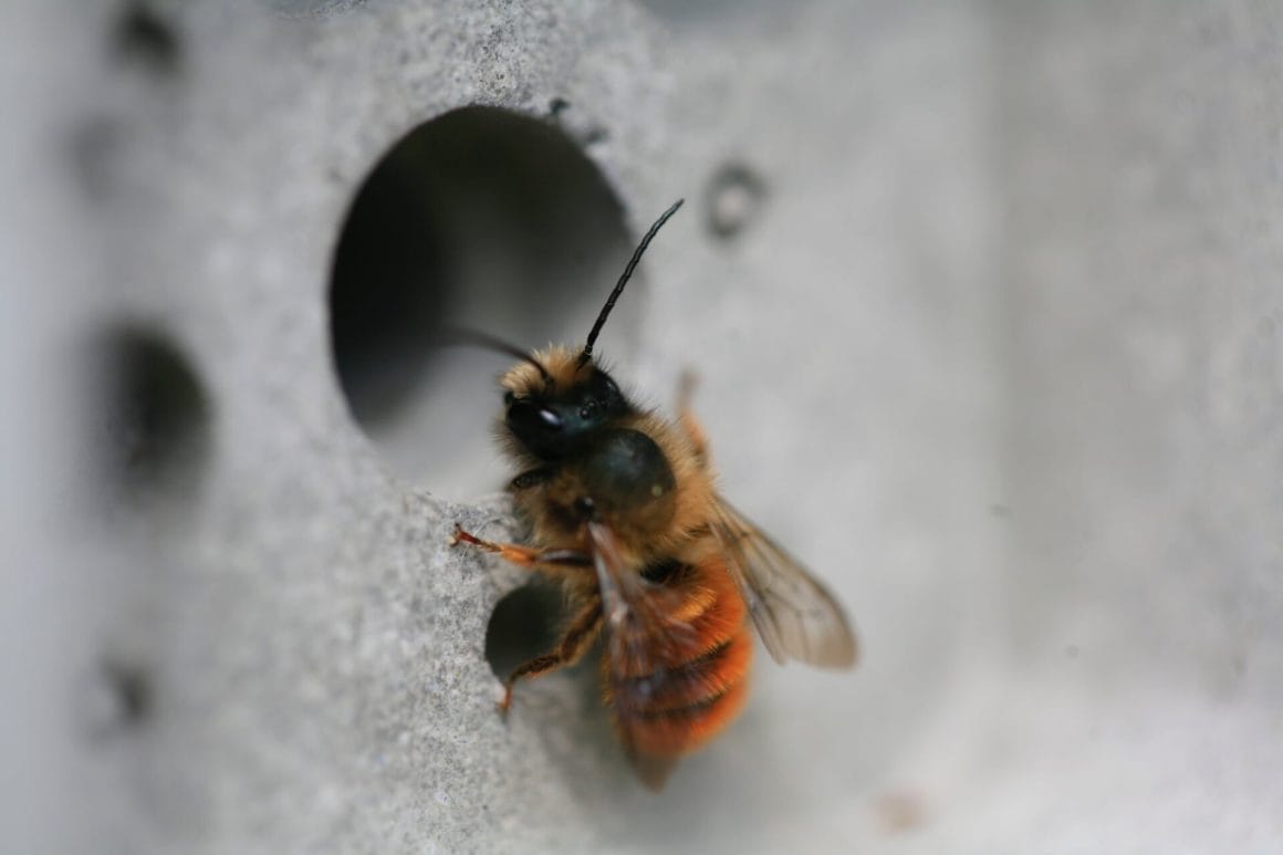 photo abeille sauvage