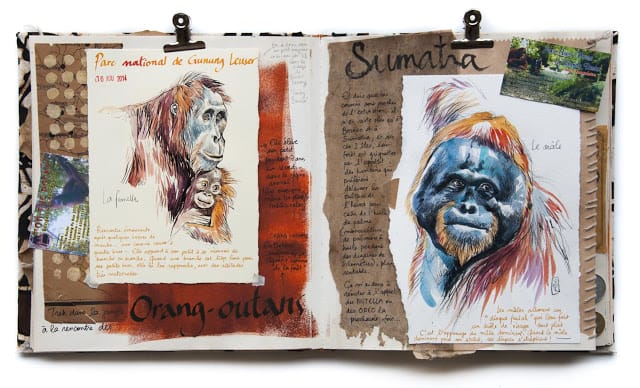 Carnet de voyage avec des dessins d'orang-outans de Sumatra. 