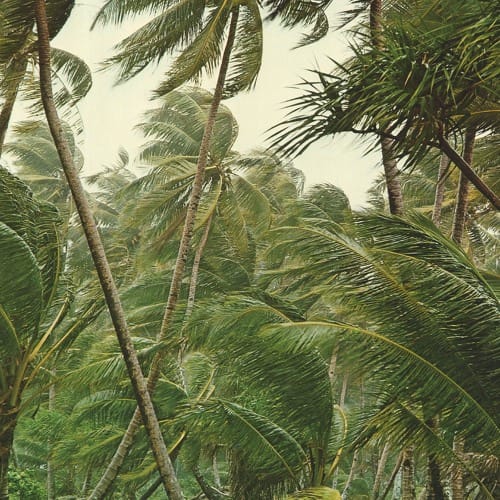Pochette de l'album Coup de Grâce de Yôkaï avec du vent qui soufflent dans des cocotiers. 