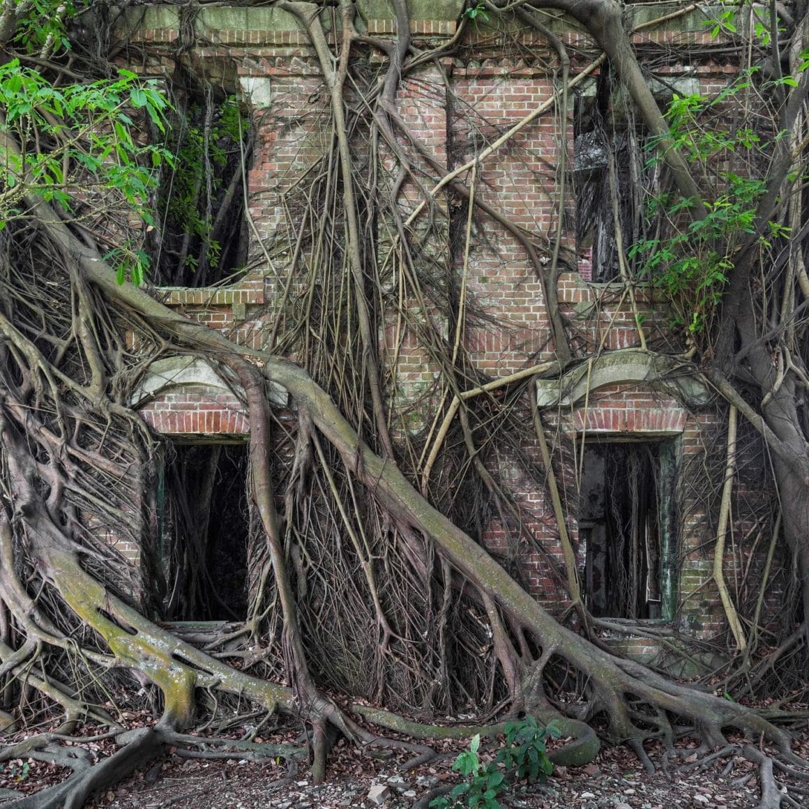 Des arbres recouvrent une maison en brique.