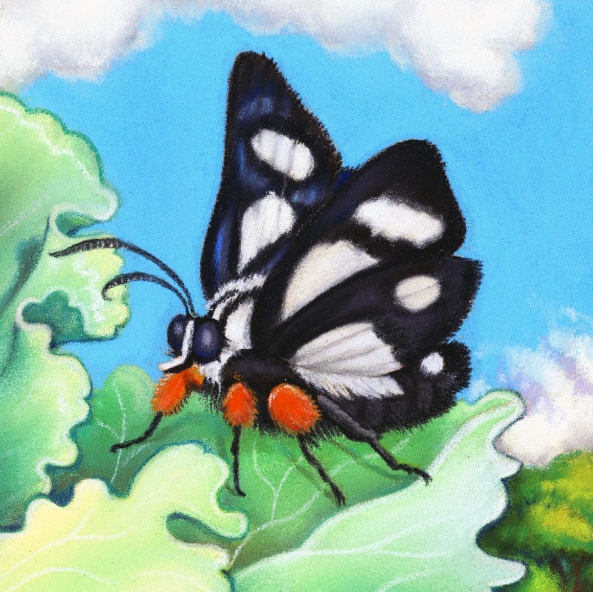 Illustration d'un papillon par Emma Steinkraus