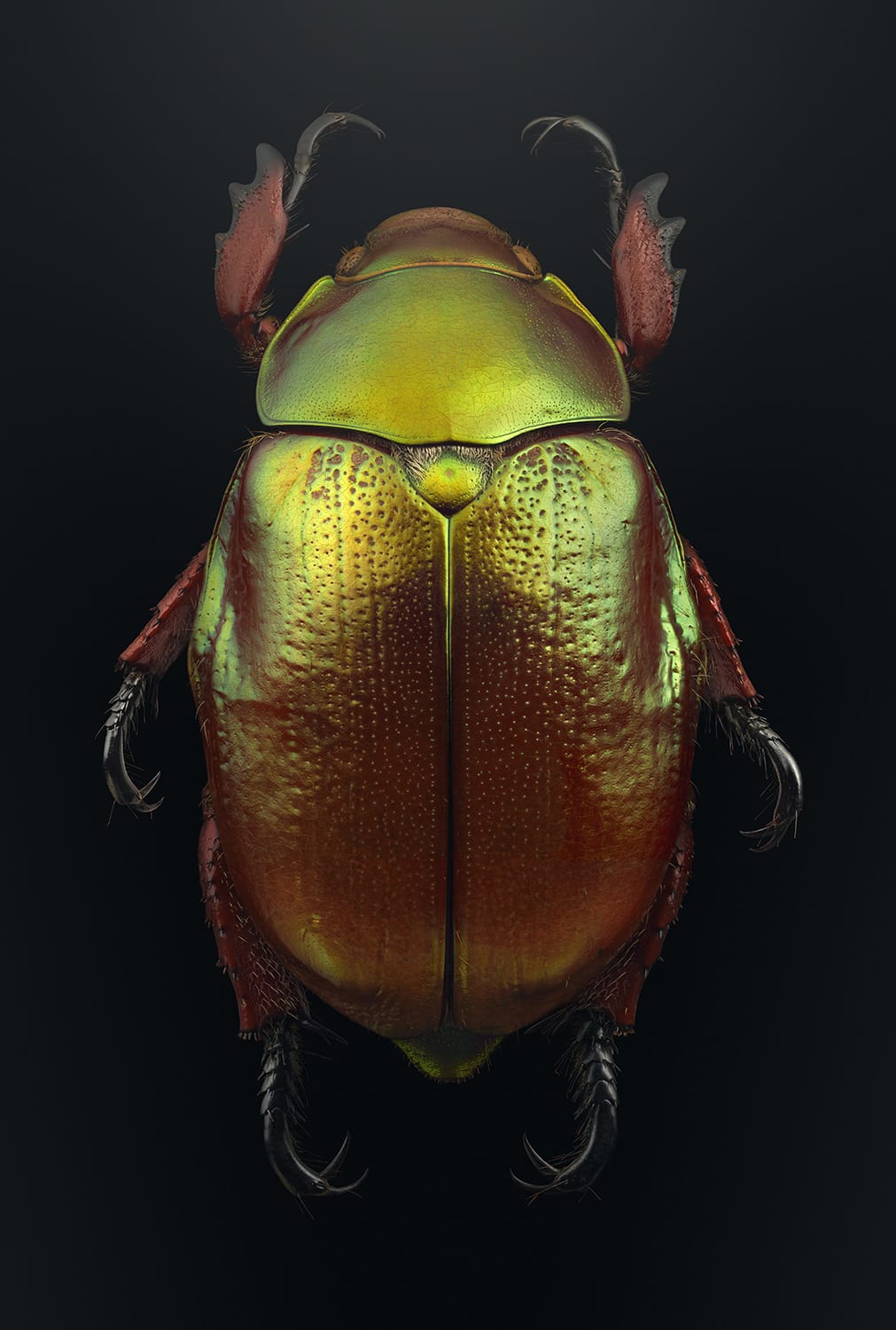 Un scarabée vu de près avec ses magnifiques couleurs.