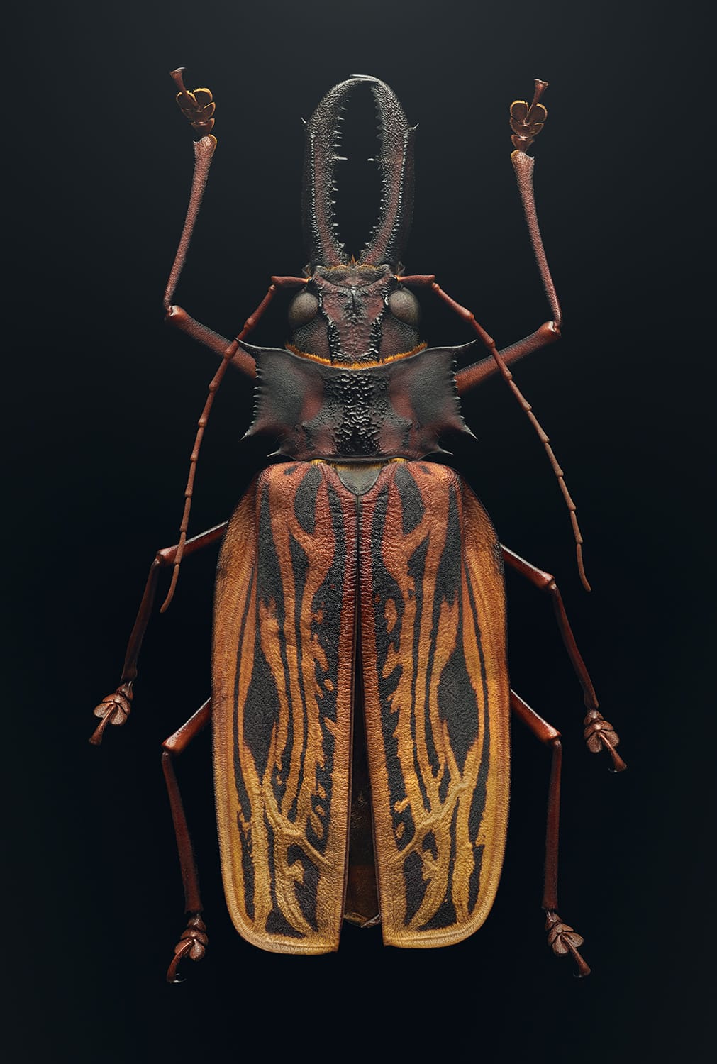 Cet insecte est le macrodontia cervicornis, le troisième plus grand coléoptère du monde. 