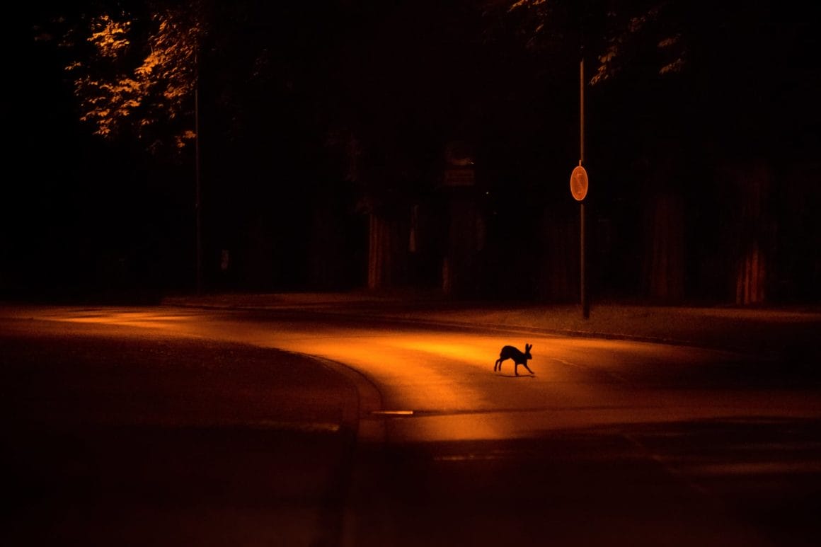 Cette photo représente un lapin qui traverse une route sous la lumière d'un lampadaire.