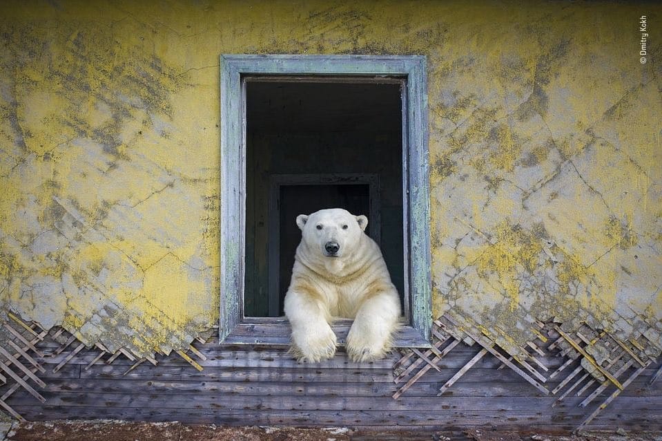 Photo d'un ours blanc accoudée à une fenêtre d'une maison abandonnée
