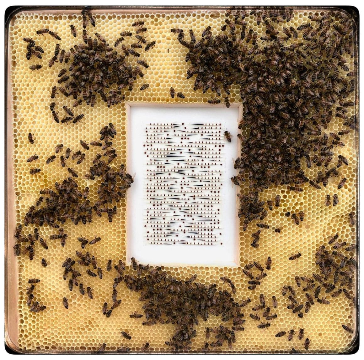 Cadre en bois avec des épines de porc-épic cousus sur du papier japonais. L'oeuvre est disposé dans une véritable ruche entourée d'abeilles.