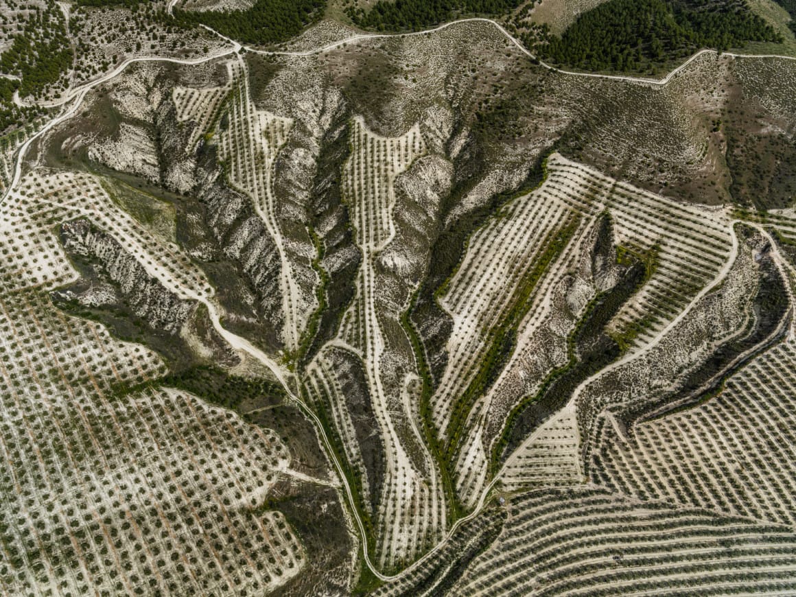 champs d'olivier dans la montagne