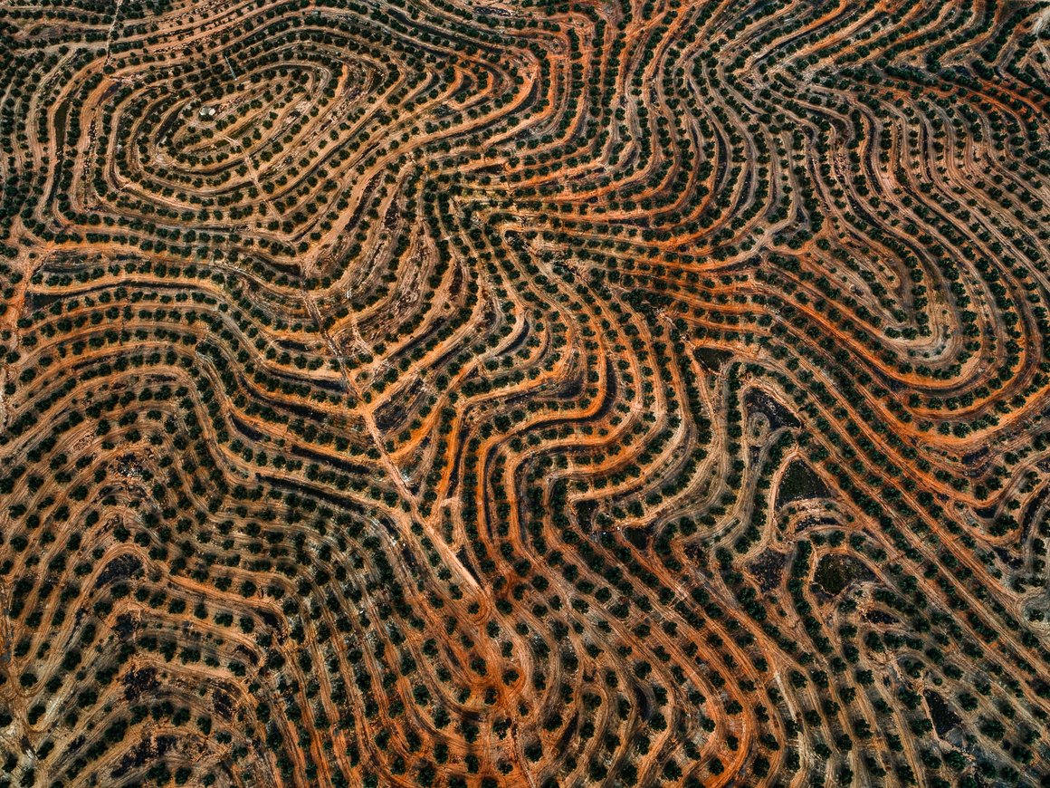 champs d'olivier photographie aérienne espagne