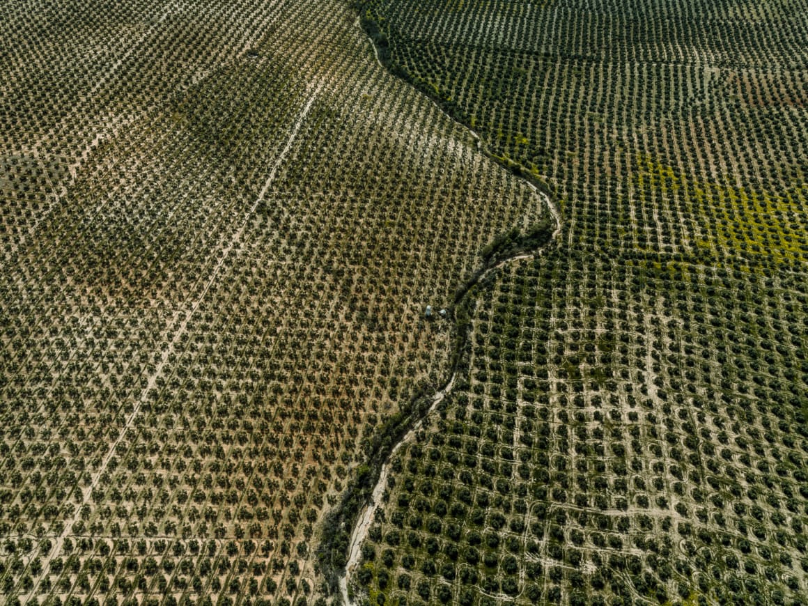 champs d'olivier photographie aérienne