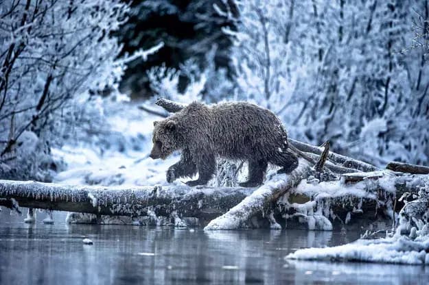© Andy Skillen, Ours des glaces
un ours dans un décor gelé franchit un tronc d'arbre