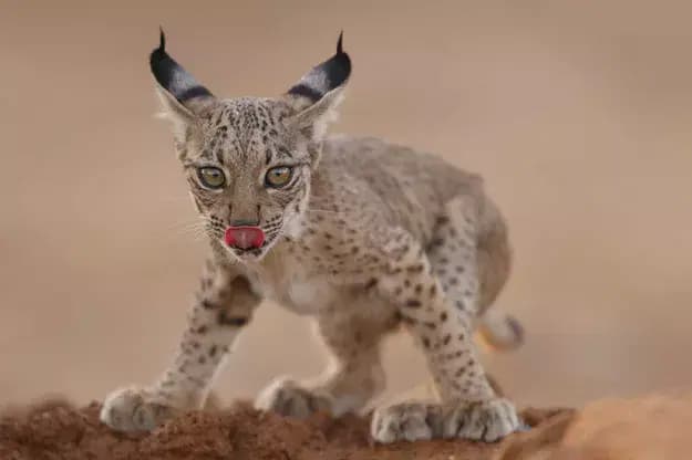 © Antonio Liebana Navarro, Petit lynx
un lynx se léchouille les babines