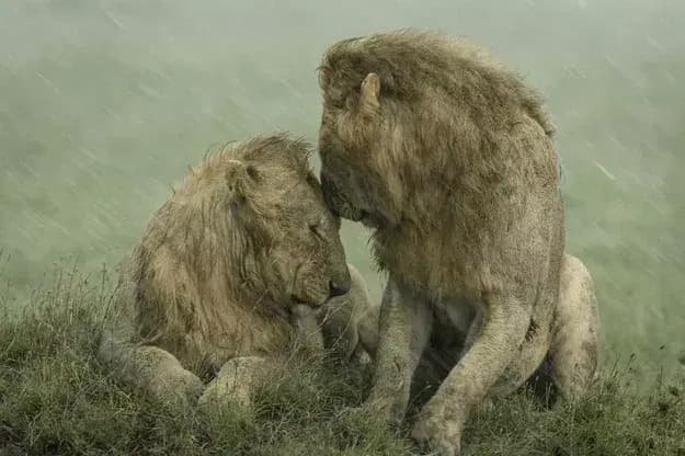© Ashleigh McCord, À l'abri de la pluie
un couple de lion se serre les coudes pendant la pluie