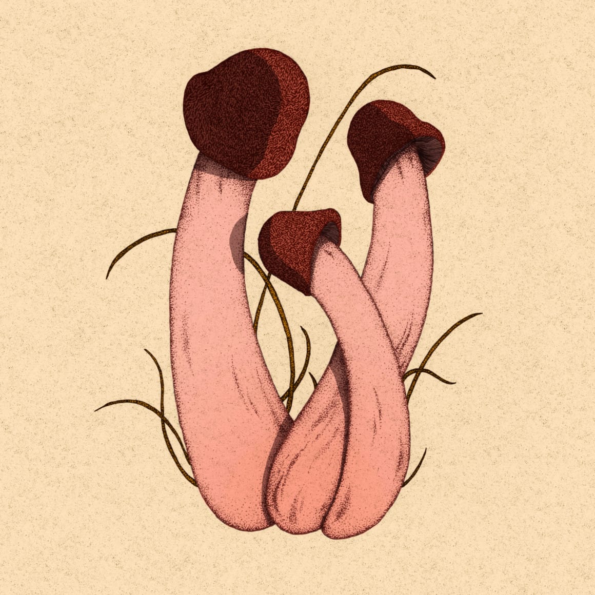 champignons en forme de pénis