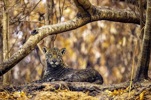 © Ernane Junior, Jaguar des cendres
un jaguar allongé dans la nature