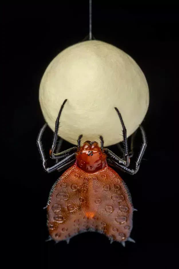 © Javier Aznar González, Construire son sac d'oeufs
macro d'une araignée qui confectionne son sac d'oeufs