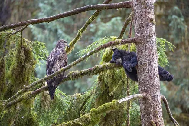 © Jeroen Hoekendijk, L'aigle et l'ours
un aigle et un ours semblent converser alors qu'ils sont suspendus à un arbre
