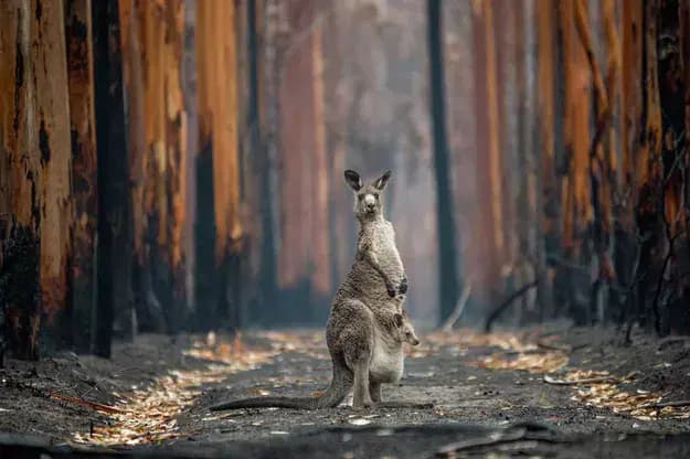 wildlife photographer of the year 2021 people's choice award
Jo-Anne McArthur, De l'espoir dans une plantation brûlée
kangourou au milieu d'une forêt victime d'un incendie.