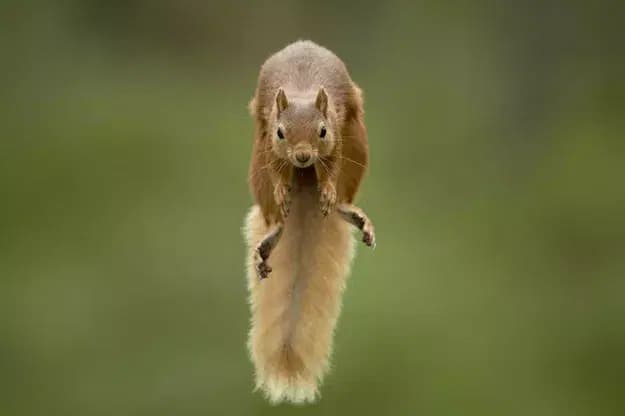 © Karl Samitsch, Le saut
un écureuil en plein saut