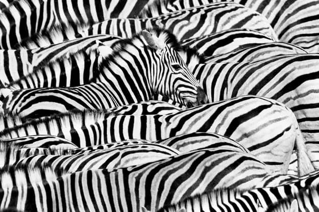 © Lucas Bustamante, La vie en noir et blanc
plusieurs zèbres en gros plan