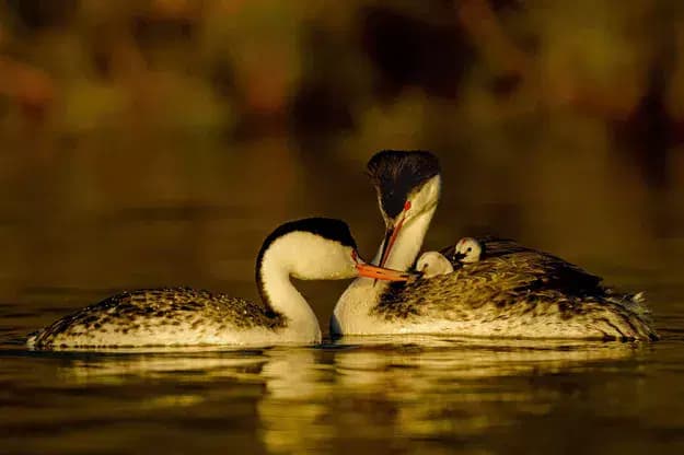 © Ly Dang, Tous ensemble
deux oiseaux s'embrassent sur l'eau