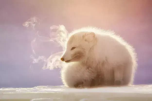 © Marco Gaiotti, Le souffle du renard polaire
un renard polaire fait de la buée face au froid