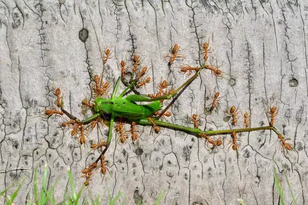 © Minghui Yuan, Travail collectif
un criquet se fait apparemment dévorer par un groupe de fourmis