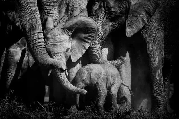 Peter Delaney, Liens d'amour
un câlin entre grands et petits éléphants.