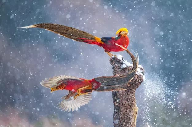 © Qiang Guo, Danser dans la neige
deux oiseaux colorés dansent dans la neige
