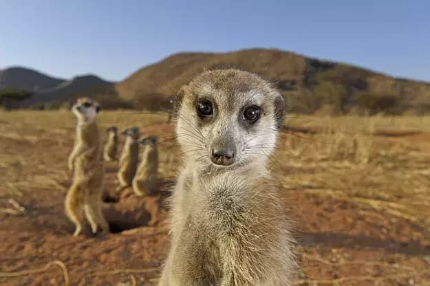 © Thomas Peschak, Le suricate qui prenait la pose
un suricate se tient juste devant l'objectif