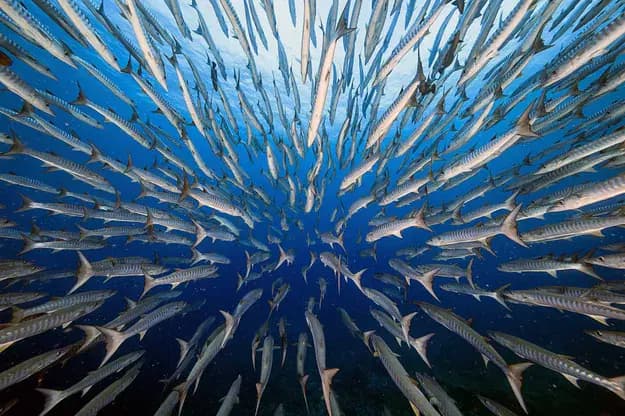 © Yung Sen Wu, Barracudas
un banc de poisson avance ensemble