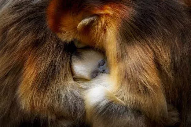 © Zhang Qiang, Câlin de singe
un bébé singe est lové dans les bras de sa mère
