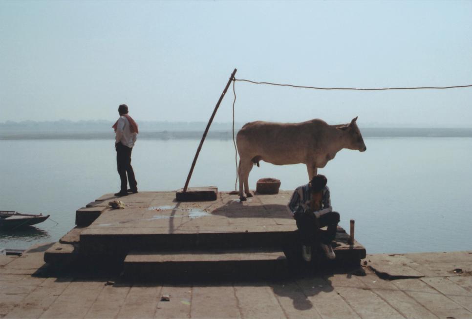 Une vache et deux hommes au bord d'un fleuve en Inde