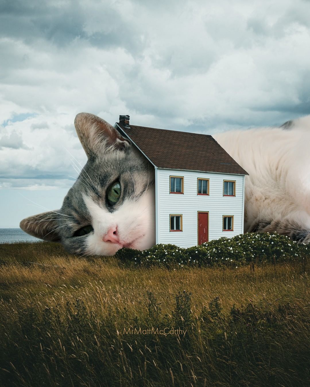 Un chat géant se repose dans une petite maison
