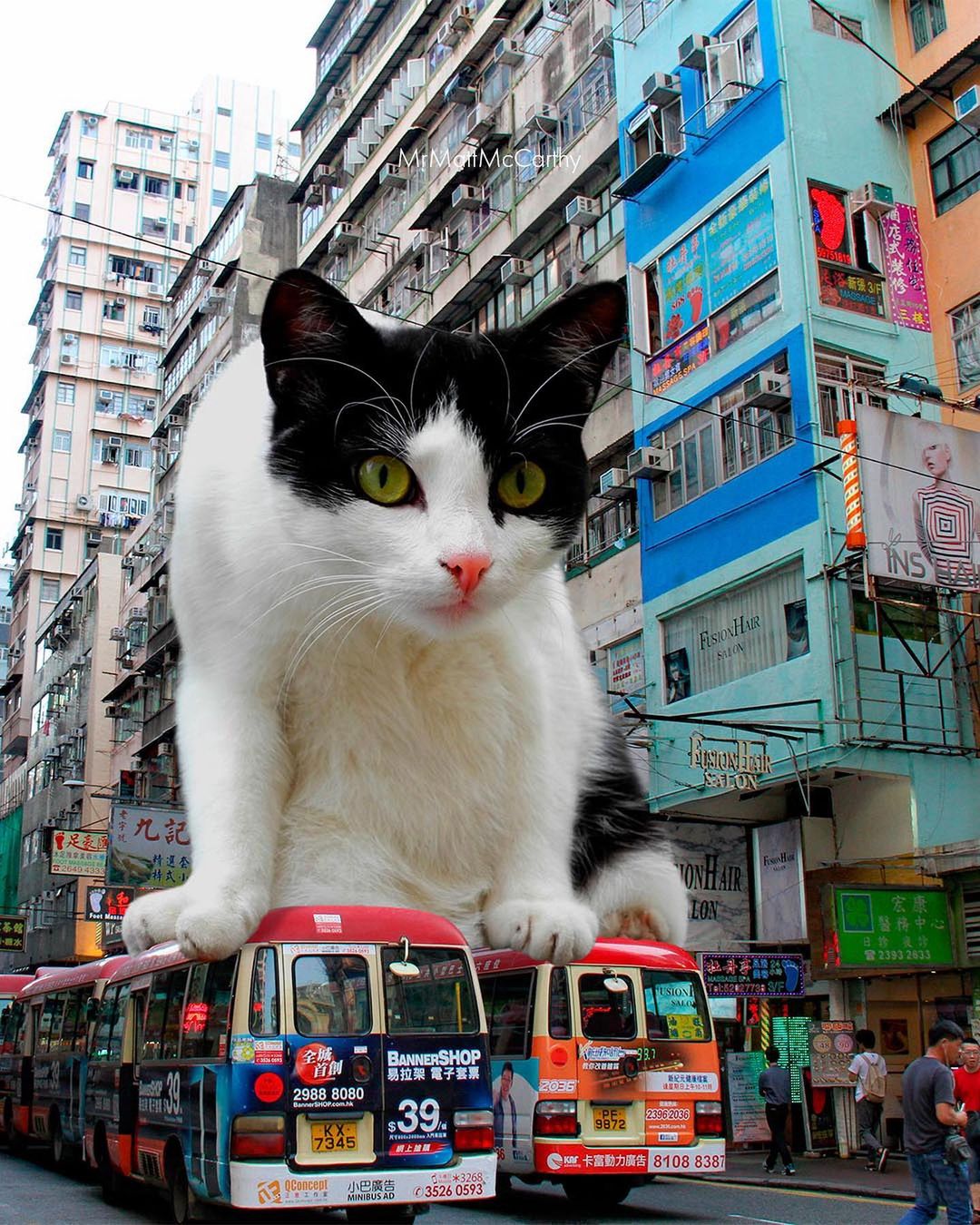 Un chat sur deux autobus 