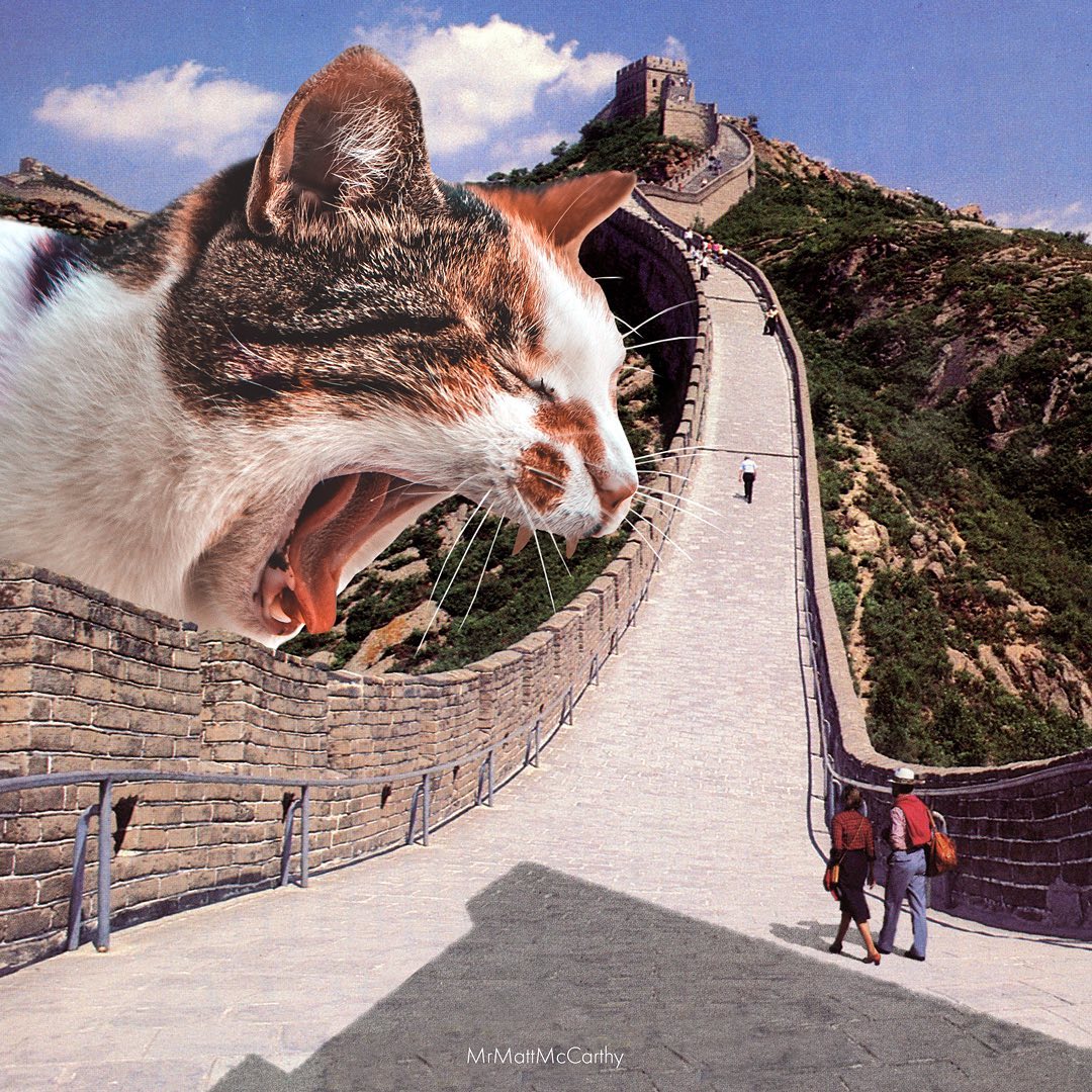 Un chat au bord de la muraille de Chine