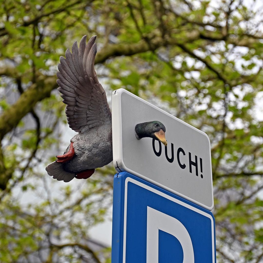 Un canard pris dans un panneau de signalisation 