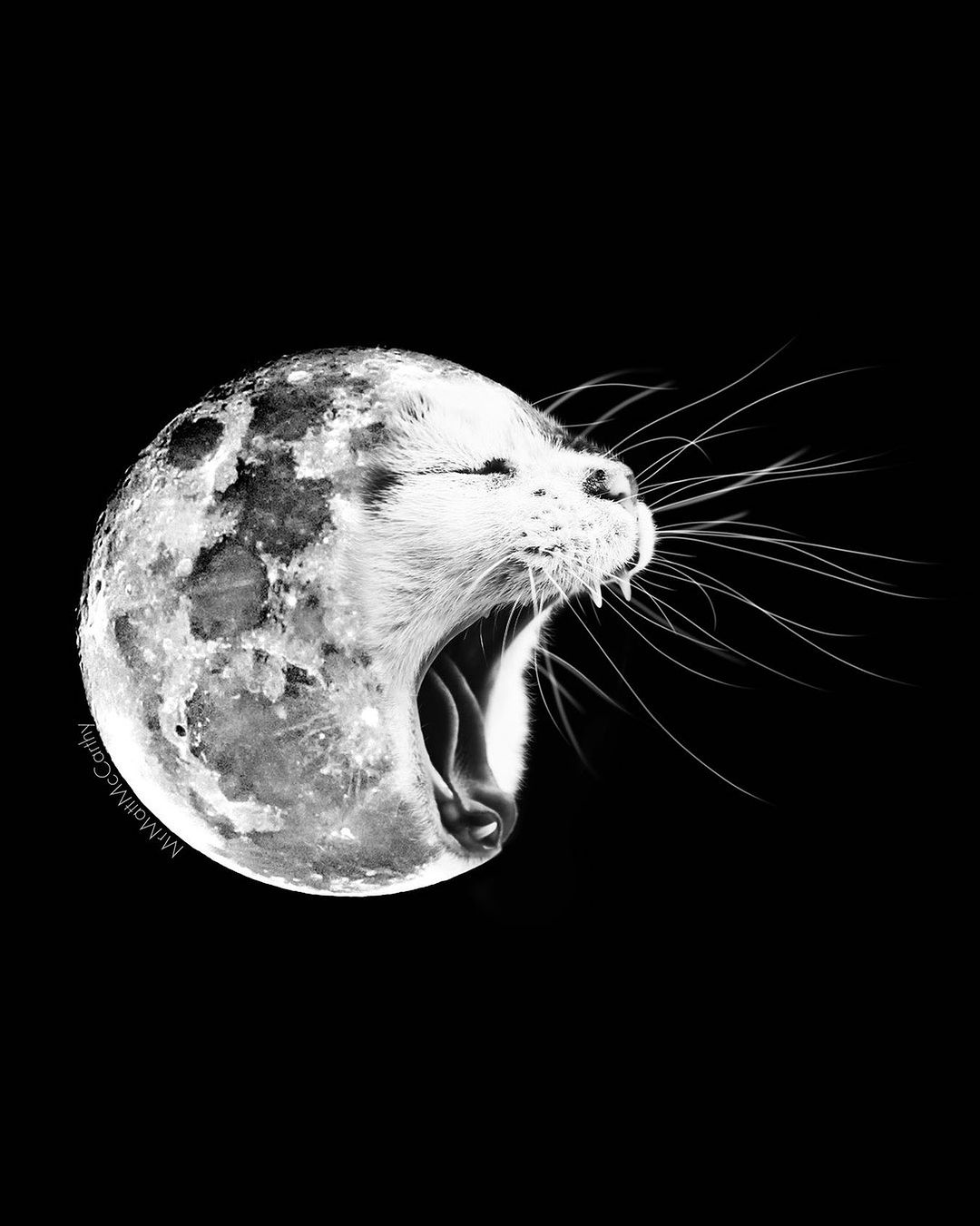 Un chat se confond avec la lune 