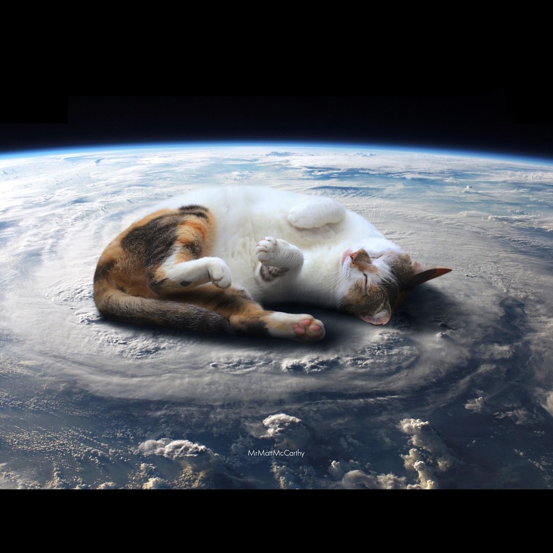 Un chat se prélasse sur la planète Terre